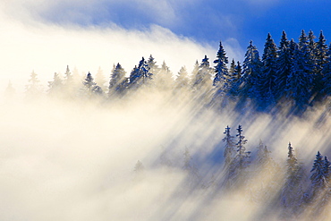 fir snowy fir forest in mist sunrise nature winter mood