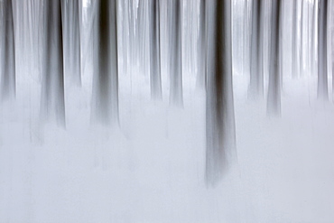 trees tree trunks surrounded by fog winter coldness mood
