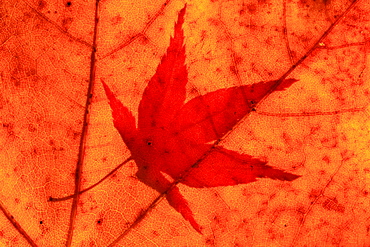 Japanese maple colored leafs of Japanese maple close up view autumn mood