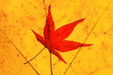 Japanese maple colored leafs of Japanese maple close up view autumn mood