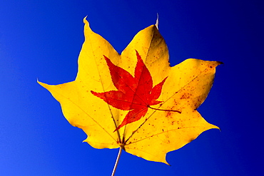 Japanese maple colored leafs of Japanese maple close up view autumn mood