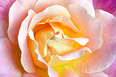 rose rose with pink blossom close up view