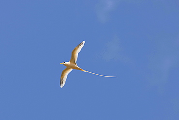 golden tropic bird golden bosun tropic bird flying endemic Christmas Island Australian Territory