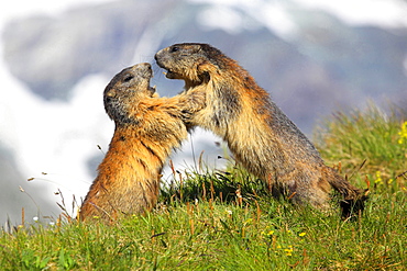 Alpine marmot