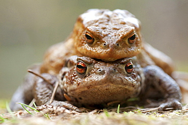 common toad toads mating Black Forest Germany Animals