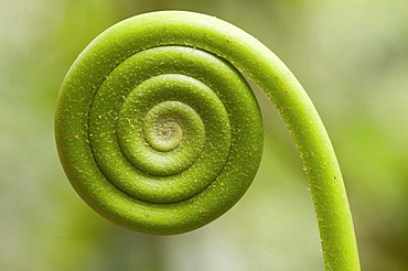 young fern shoot tropical rainforest Kinabalu NP Sabah Borneo