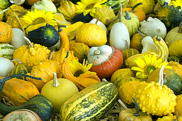 various pumpkin varieties