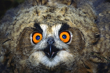 eagle owl