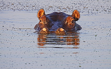 hippopotamus hippopotamus in the evening light portrait sunset mood Kruger NP South Africa Africa