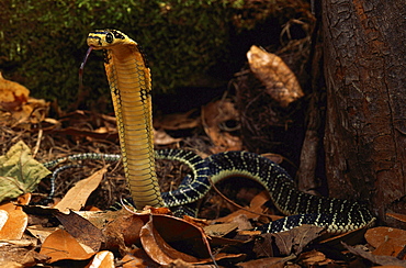 king cobra Asia