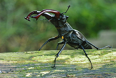 European stag beetle male stag beetle on branch portrait