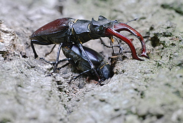 European stag beetle mating male and female stag beetle on bark portrait