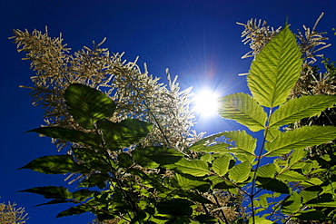 leafs in backlight close up view Jocketa Vogtland Saxony Germany