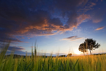 grain corn field with trees in sunset mood Vogtland Saxony Germany Botanical Agriculture Nature