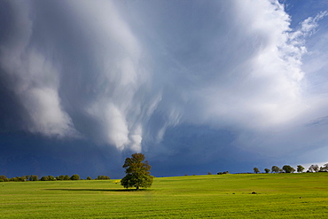 grain corn field with tree sky with clouds sun mood Jocketa Vogtland Saxony Germany Botanical Agriculture Nature