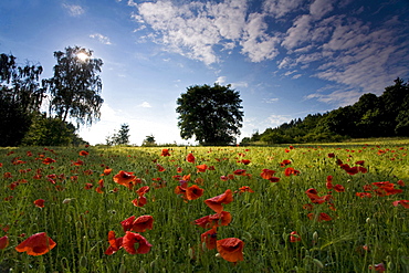 corn poppy or field poppy group of corn puppys with red blossoms in corn field landscape nature Jocketa Vogtland Saxony Germany