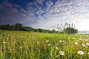 dandelion dandelion hairy seedheads growing on meadow Germany