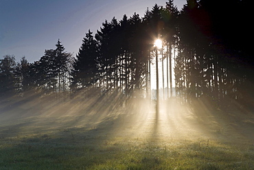 sunbeams in conifer forest summer nature mood Jocketa Vogtland Saxony Germany