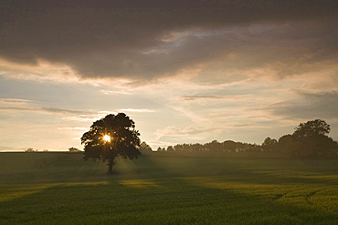 grain corn field with tree cloudy sky sun Vogtland Saxony Germany Botanical Agriculture Nature