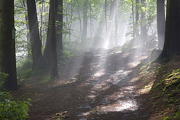 sunbeams in deciduous forest summer mood Jocketa Vogtland Saxony Germany Nature Scenery