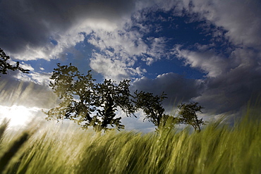 grain corn field with row of trees cloudy sky sun Vogtland Saxony Germany Botanical Agriculture Nature