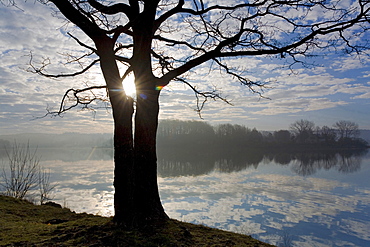 lake in morning mist tree sun sunrise mood Jocketa Vogtland Saxony Germany Nature Scenery