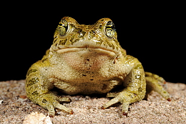 green toad toad Sardinia Italy Animals