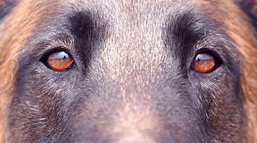 Belgian shepherd dog Belgian shepherd dog head eyes portrait close up view