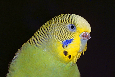 budgerigar