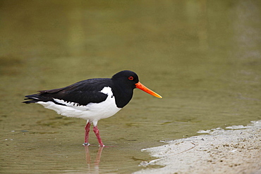 oystercatcher oystercatcher standing on shore portrait Animals Nature Helgoland Germany