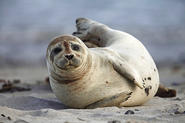 common seal or harbour seal common seal lying in sand on the beach portrait Helgoland North Sea Germany