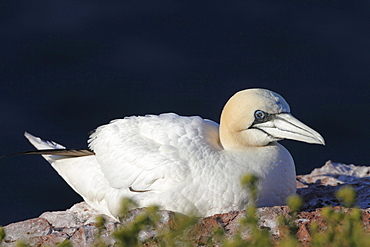 Northern gannet or booby Northern gannet sitting on rock portrait Animals Helgoland North Sea Germany