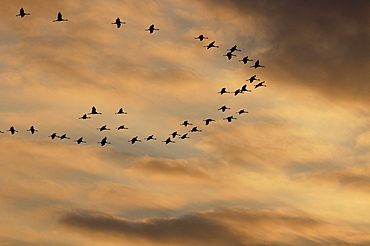 crane group of cranes silhouettes flying on sky sunset dawn Germany