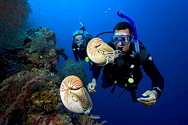 chambered nautilus two divers viewing nautilus Palau Micronesia