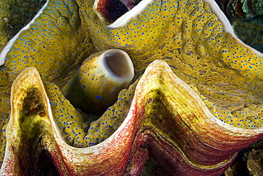 giant clam red fish egg mass on the shell of a giant tridacna clam Fiji