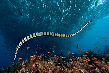 banded sea snake or banded sea krait sea krait venomous sea snake above coral reef Malaysia Asia