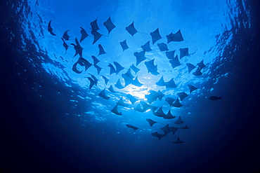 cownose ray rays schooling circling dive site Galapagos Islands