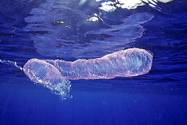 This floating egg mass is nearly three feet in length and is the product of a species of open ocean squid possibly Thysanoteuthis rhombus Hawaii USA