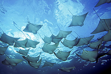 cownose ray rays schooling circling dive site Galapagos Islands