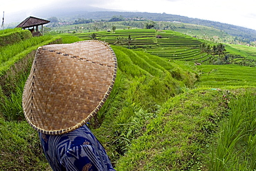 an Indonesian worker looks out over terraced rice fields in the interior of Bali Indonesia Asia