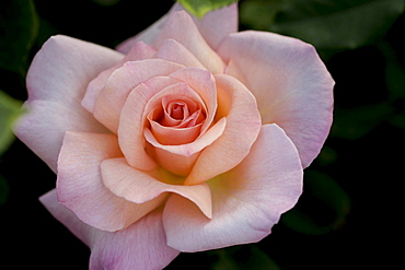 rose 'Michelle Meilland' pink blossom rose garden Gonneranlage Baden-Baden Baden-Wurttemberg Germany