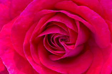 rose 'Hans Rathgeb' detail of red blossom rose garden Beutig Baden-Baden Baden-Wurttemberg Germany