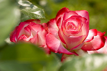 rose 'Jubile du Prince de Monaco' red-white blossoms rose garden Beutig Baden-Baden Baden-Wurttemberg Germany