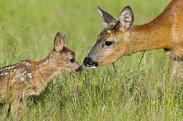 roe deer young roe deer fawn and adult female standing in grass portrait behavior