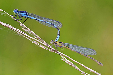 azur damselfly mating azur damselflies