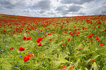 corn poppy or field poppy poppy blossoms on field with barley in summer