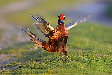 ring-necked pheasant pheasant in mating season portrait behavior