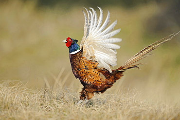 ring-necked pheasant courting male pheasant in grass portrait