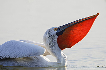 Dalmatian pelican Dalmatian pelican in water head bark and pouch portrait Macedonia Greece