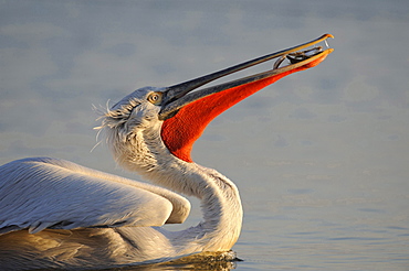 Dalmatian pelican Dalmatian pelican on water with prey fish in bark portrait